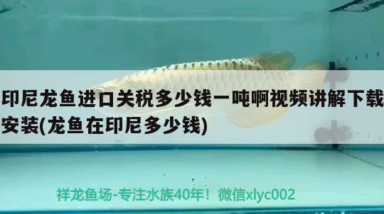 印尼龙鱼进口关税多少钱一吨啊视频讲解下载安装(龙鱼在印尼多少钱) 观赏鱼进出口 第1张