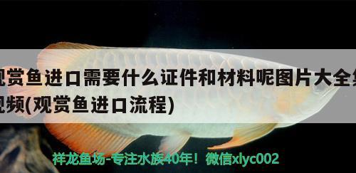 鱼缸白石头为什么会发黄呢怎么处理：鱼缸里的白石子发黄怎么办