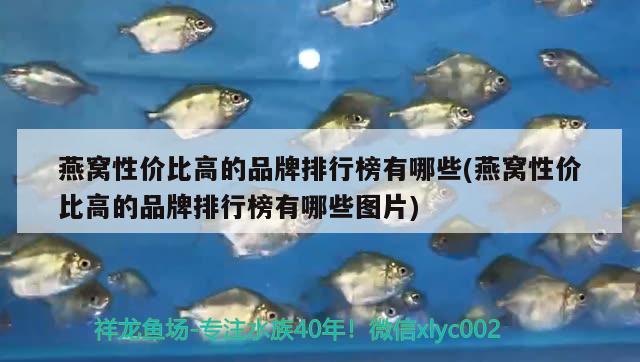 银龙鱼可以吃海虾米吗视频（银龙鱼可以吃虾皮吗）