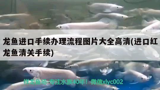 龙鱼进口手续办理流程图片大全高清(进口红龙鱼清关手续) 观赏鱼进出口