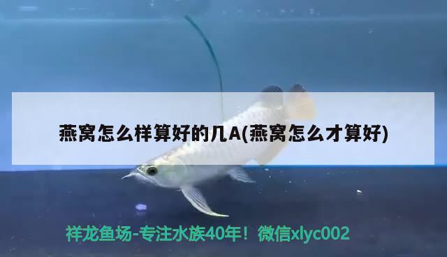 松宝壁挂过滤桶怎么样（松宝滤筒怎么样） 鹦鹉鱼 第2张