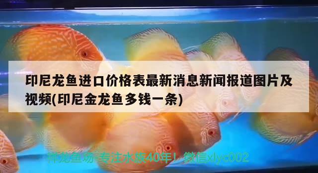 印尼龙鱼进口价格表最新消息新闻报道图片及视频(印尼金龙鱼多钱一条) 观赏鱼进出口
