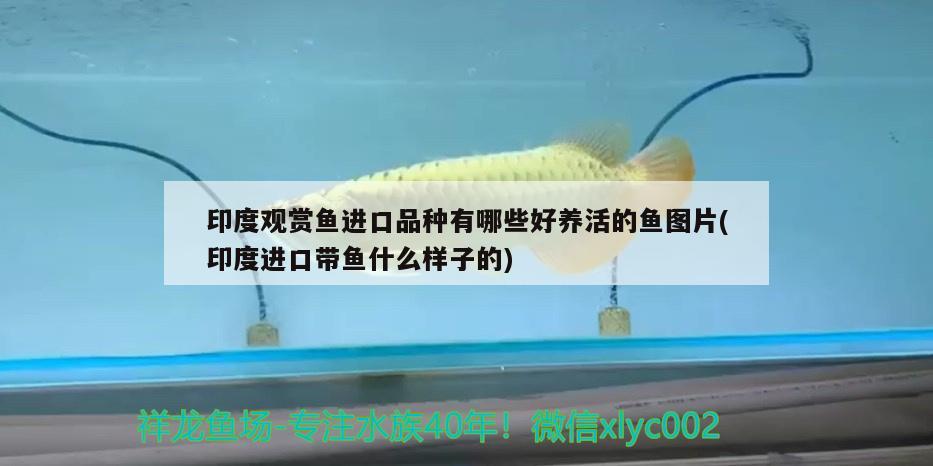 相城区黄埭镇恋花盆景店 全国水族馆企业名录