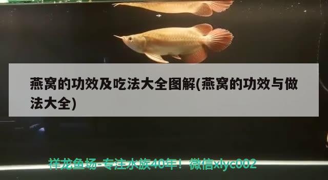 燕窝的功效及吃法大全图解(燕窝的功效与做法大全)