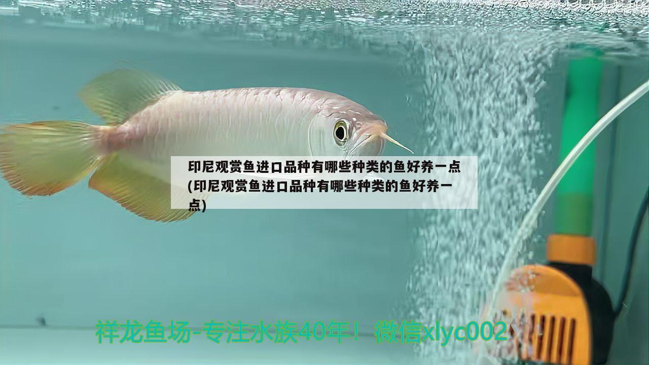 南美小型加拉辛鱼苗：灯鱼鱼苗怎么养殖 观赏鱼 第2张