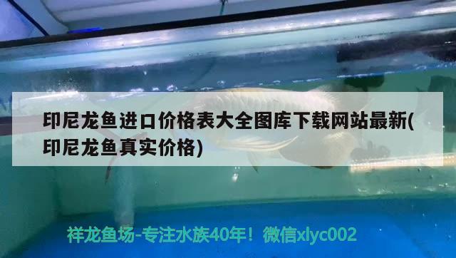 印尼龙鱼进口价格表大全图库下载网站最新(印尼龙鱼真实价格) 观赏鱼进出口