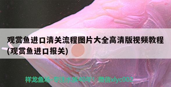 十大品牌鱼缸加热器排名：十大鱼缸加热棒排行榜2020 水族维护服务（上门） 第1张