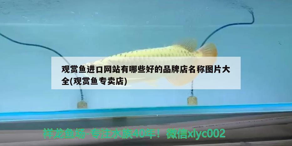 观赏鱼进口网站有哪些好的品牌店名称图片大全(观赏鱼专卖店)