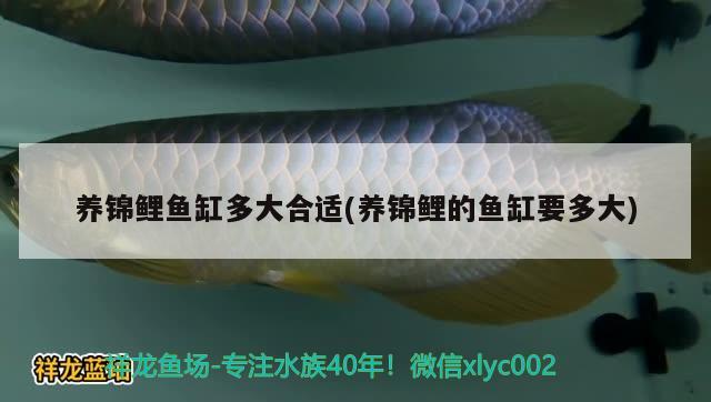 水族鱼缸价格多少 水族鱼缸价格多少合适 泰国虎鱼（泰虎）