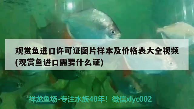 鱼缸能不能对着楼梯摆放（鱼缸能对着楼梯口吗） 黄金达摩鱼 第2张