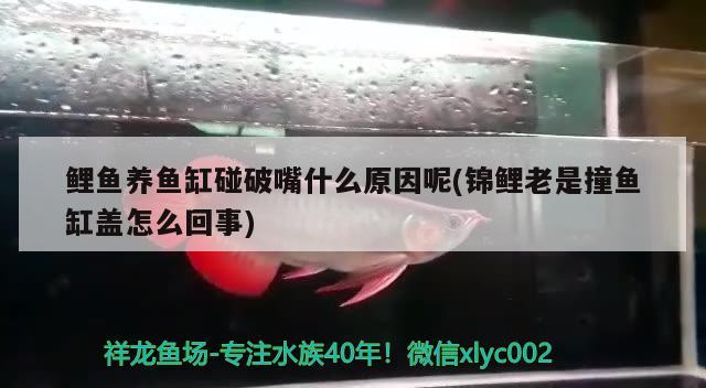 银龙鱼咬其他鱼怎么办：银龙鱼咬银龙鱼怎么办