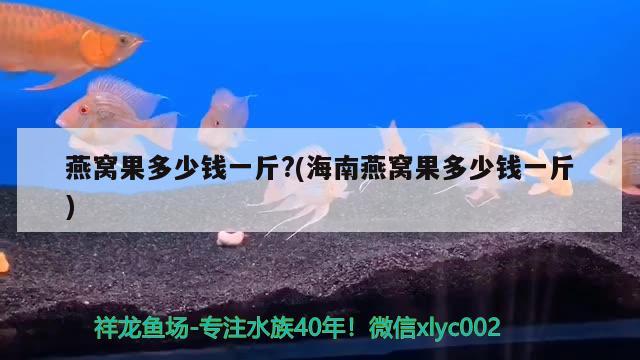 燕窝果多少钱一斤?(海南燕窝果多少钱一斤)