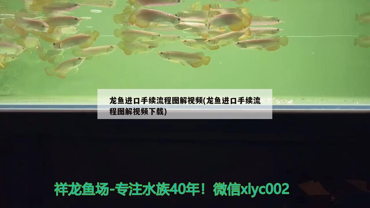 龙鱼进口手续流程图解视频(龙鱼进口手续流程图解视频下载) 观赏鱼进出口