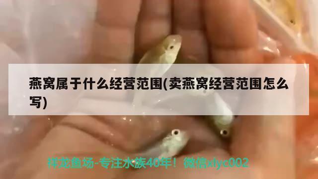 鱼缸如何铺底砂造景视频（鱼缸造景铺底用什么好） 黑白双星 第2张