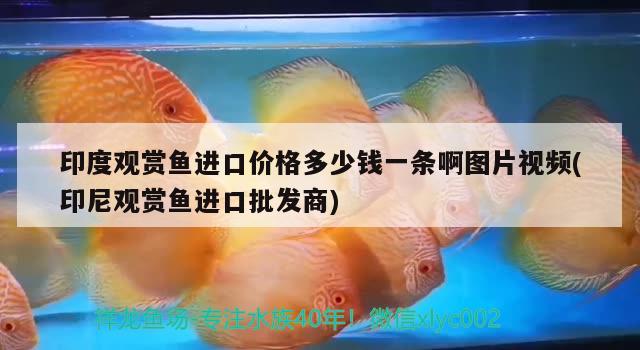 武进高新区森罗水族用品店