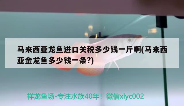 玉石能放到鱼缸养吗有毒吗（不戴的玉佩放鱼缸里可以吗） 蓝底过背金龙鱼 第2张