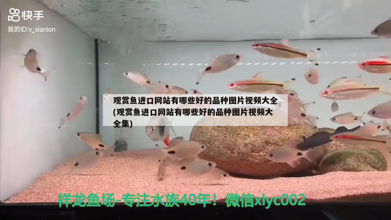 观赏鱼进口网站有哪些好的品种图片视频大全(观赏鱼进口网站有哪些好的品种图片视频大全集) 观赏鱼进出口