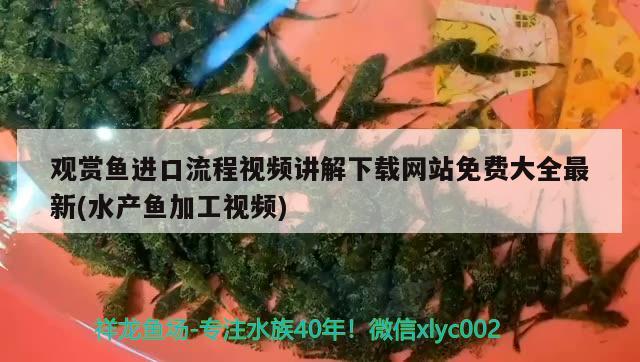 观赏鱼进口流程视频讲解下载网站免费大全最新(水产鱼加工视频)