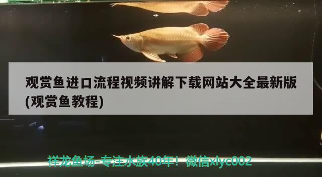 观赏鱼进口流程视频讲解下载网站大全最新版(观赏鱼教程)