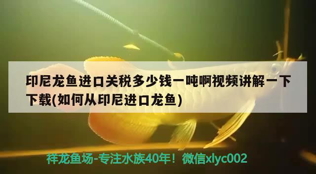 印尼龙鱼进口关税多少钱一吨啊视频讲解一下下载(如何从印尼进口龙鱼) 观赏鱼进出口