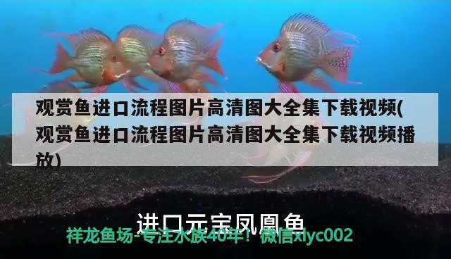 观赏鱼进口流程图片高清图大全集下载视频(观赏鱼进口流程图片高清图大全集下载视频播放)