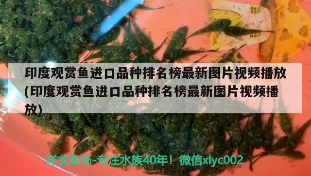 印度观赏鱼进口品种排名榜最新图片视频播放(印度观赏鱼进口品种排名榜最新图片视频播放) 观赏鱼进出口