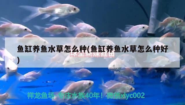 鱼缸养鱼水草怎么种(鱼缸养鱼水草怎么种好) 水草