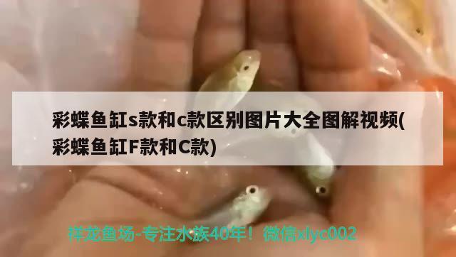 彩蝶鱼缸s款和c款区别图片大全图解视频(彩蝶鱼缸F款和C款) 锦鲤鱼 第2张