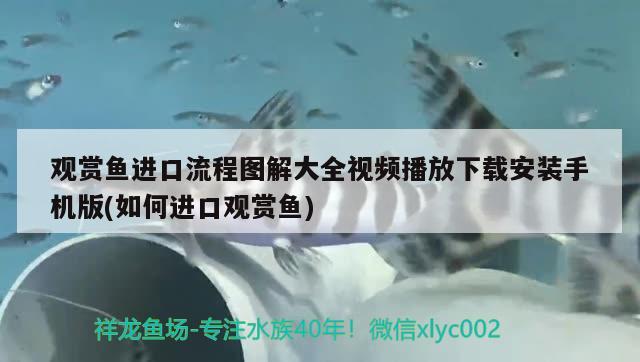 观赏鱼进口流程图解大全视频播放下载安装手机版(如何进口观赏鱼)