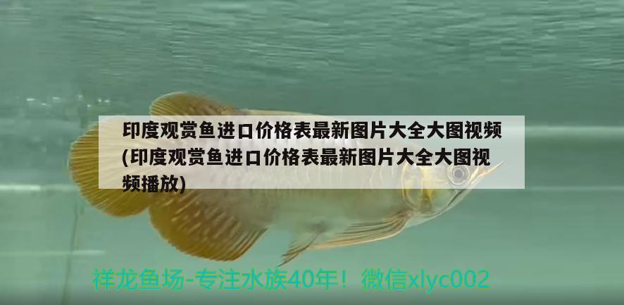 上海观赏鱼进口商家有哪些公司在做生意的(上海观赏鱼进口商家有哪些公司在做生意的)