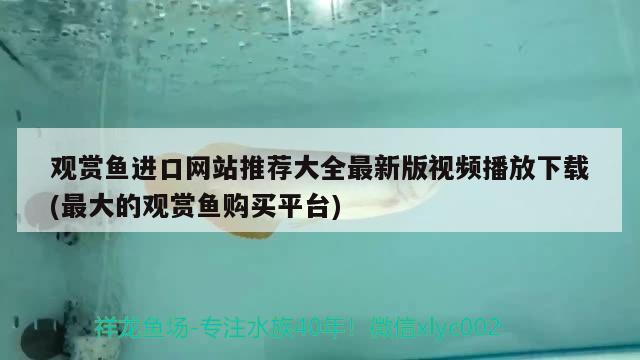 观赏鱼进口网站推荐大全最新版视频播放下载(最大的观赏鱼购买平台) 观赏鱼进出口