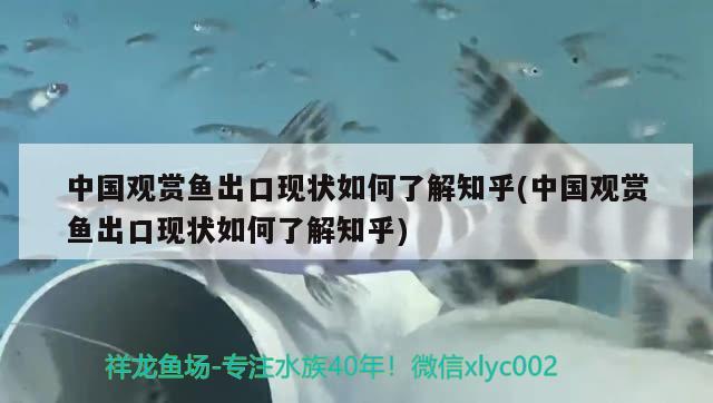 中国观赏鱼出口现状如何了解知乎(中国观赏鱼出口现状如何了解知乎) 观赏鱼进出口