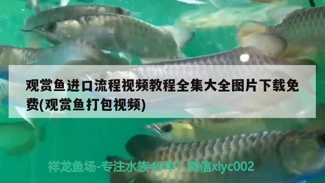 观赏鱼进口流程视频教程全集大全图片下载免费(观赏鱼打包视频) 观赏鱼进出口