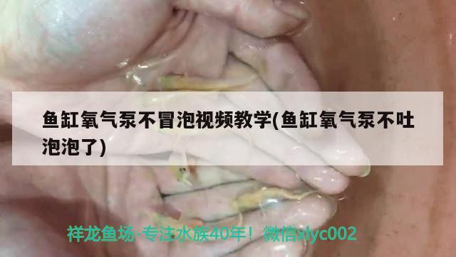 鱼缸氧气泵不冒泡视频教学(鱼缸氧气泵不吐泡泡了)