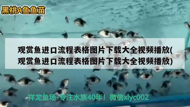 观赏鱼进口流程表格图片下载大全视频播放(观赏鱼进口流程表格图片下载大全视频播放)