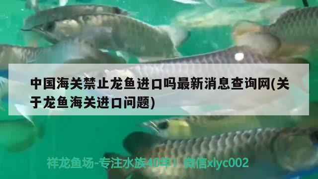 中国海关禁止龙鱼进口吗最新消息查询网(关于龙鱼海关进口问题)