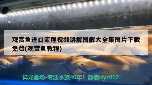 观赏鱼进口流程视频讲解图解大全集图片下载免费(观赏鱼教程) 观赏鱼进出口