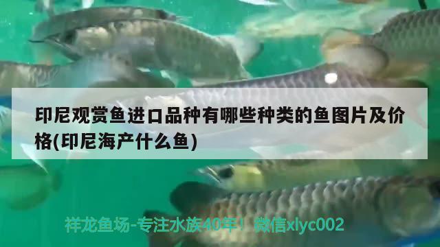 中国十大禁犬：中国十大禁犬名单