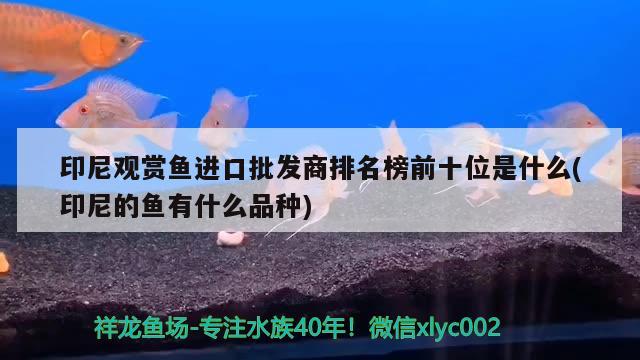 印尼观赏鱼进口批发商排名榜前十位是什么(印尼的鱼有什么品种)