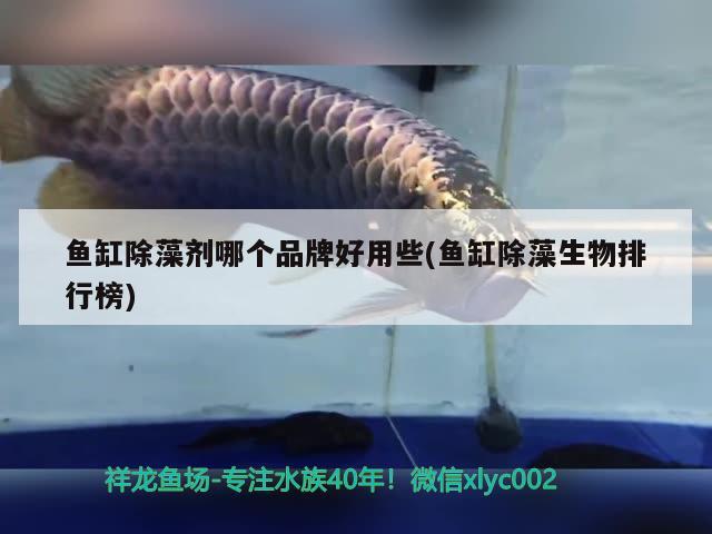 鱼缸除藻剂哪个品牌好用些(鱼缸除藻生物排行榜) 白条过背金龙鱼