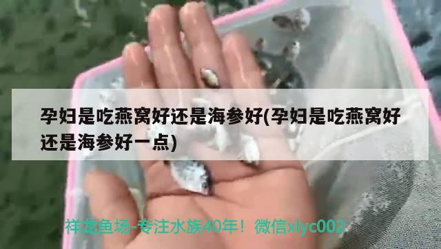 孕妇是吃燕窝好还是海参好(孕妇是吃燕窝好还是海参好一点) 马来西亚燕窝