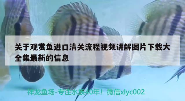 关于观赏鱼进口清关流程视频讲解图片下载大全集最新的信息 观赏鱼进出口