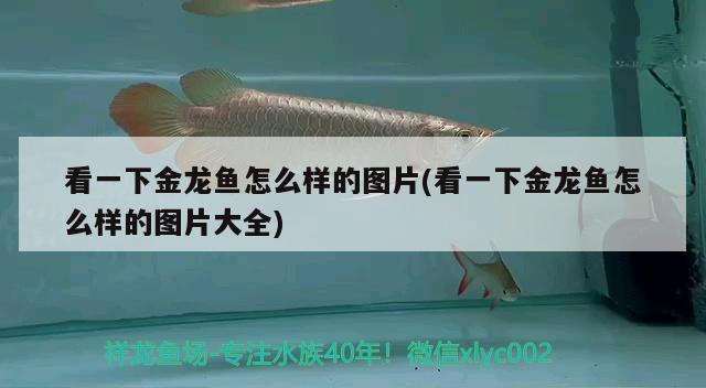 看一下金龙鱼怎么样的图片(看一下金龙鱼怎么样的图片大全) 非洲金鼓鱼