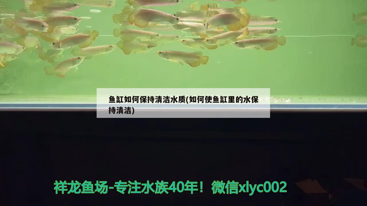 鱼缸如何保持清洁水质(如何使鱼缸里的水保持清洁) 小型观赏鱼