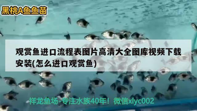 观赏鱼进口流程表图片高清大全图库视频下载安装(怎么进口观赏鱼)