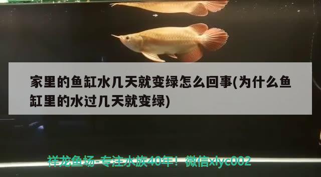 养金龙鱼的水温最好是多少度视频教学金龙鱼适宜的水温注意事项，养金龙鱼的水温最好是多少度呢