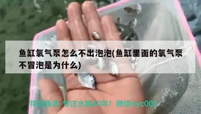 鱼缸氧气泵怎么不出泡泡(鱼缸里面的氧气泵不冒泡是为什么) 鸭嘴鲨鱼