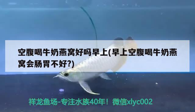 空腹喝牛奶燕窝好吗早上(早上空腹喝牛奶燕窝会肠胃不好?) 马来西亚燕窝