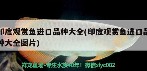 龙鱼外寄还是外伤呢？ 量子养鱼技术 第2张