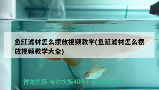 镇平哪里有卖鱼缸的店铺镇平哪里有卖鱼缸的店铺啊，镇平哪里有卖鱼缸的店铺 巴卡雷龙鱼 第1张